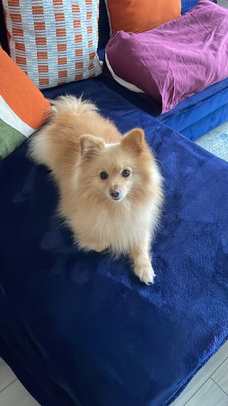 Lovely Pomeranian Boy Looking for a Loving Home ️ - Image 3 of 15