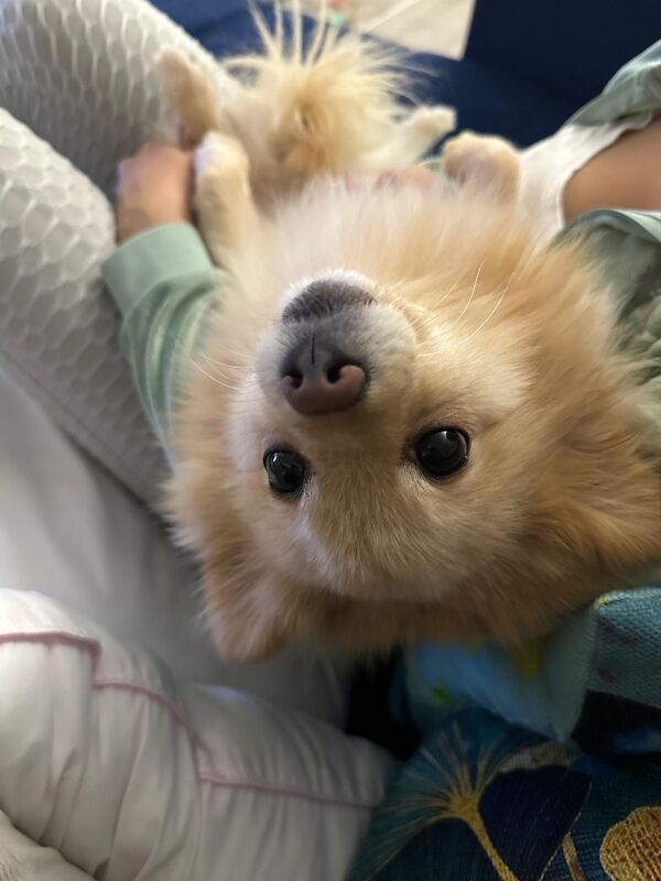 Lovely Pomeranian Boy Looking for a Loving Home ️ - Image 4 of 15