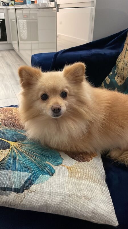 Lovely Pomeranian Boy Looking for a Loving Home ️ - Image 5 of 15