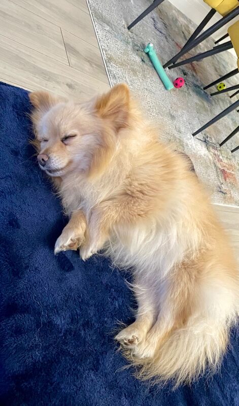 Lovely Pomeranian Boy Looking for a Loving Home ️ - Image 6 of 15