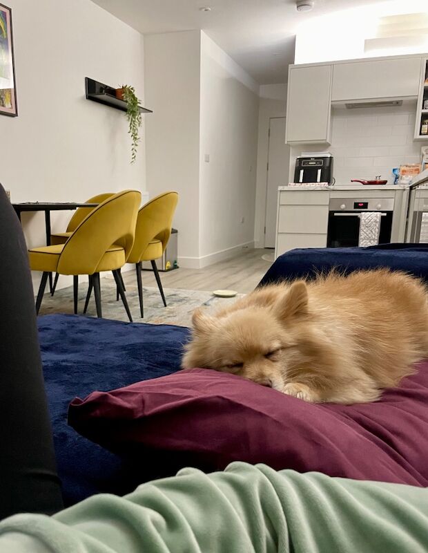 Lovely Pomeranian Boy Looking for a Loving Home ️ - Image 7 of 15