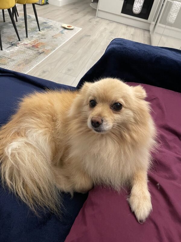 Lovely Pomeranian Boy Looking for a Loving Home ️ - Image 8 of 15