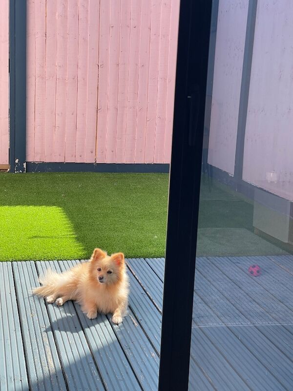 Lovely Pomeranian Boy Looking for a Loving Home ️ - Image 9 of 15