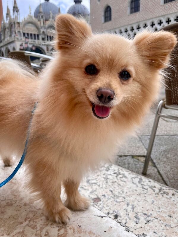 Lovely Pomeranian Boy Looking for a Loving Home ️ - Image 10 of 15