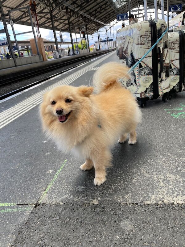 Lovely Pomeranian Boy Looking for a Loving Home ️ - Image 11 of 15