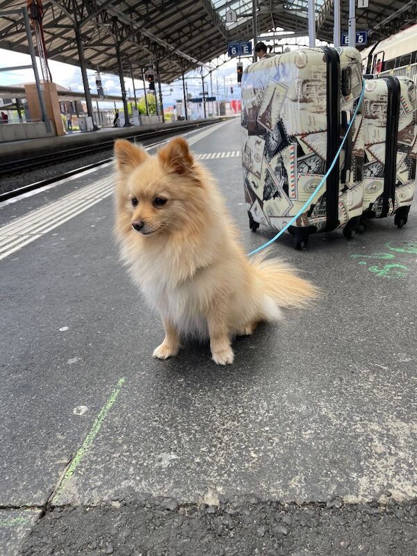 Lovely Pomeranian Boy Looking for a Loving Home ️ - Image 12 of 15