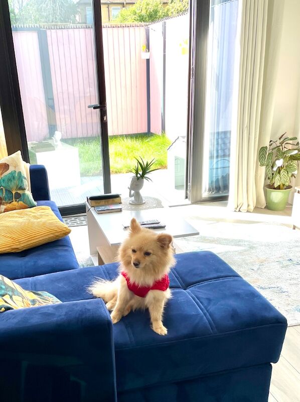 Lovely Pomeranian Boy Looking for a Loving Home ️ - Image 13 of 15