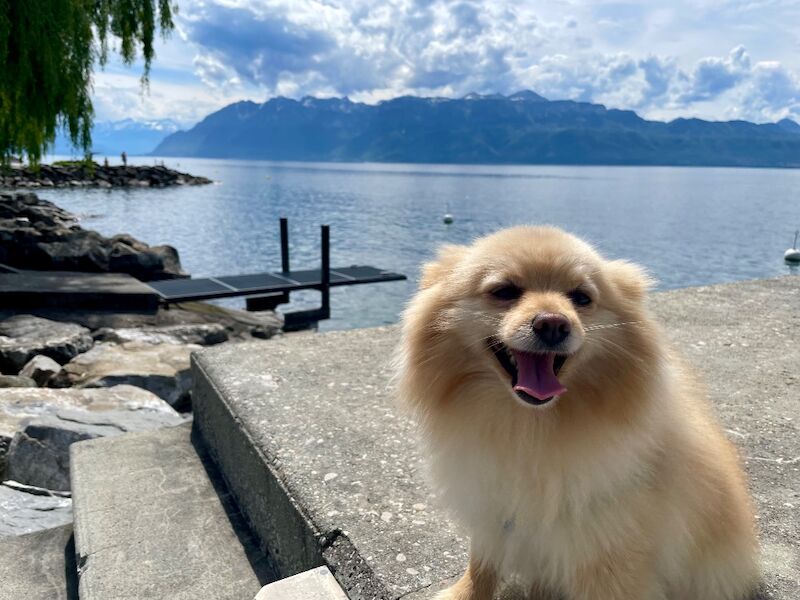 Lovely Pomeranian Boy Looking for a Loving Home ️ - Image 14 of 15