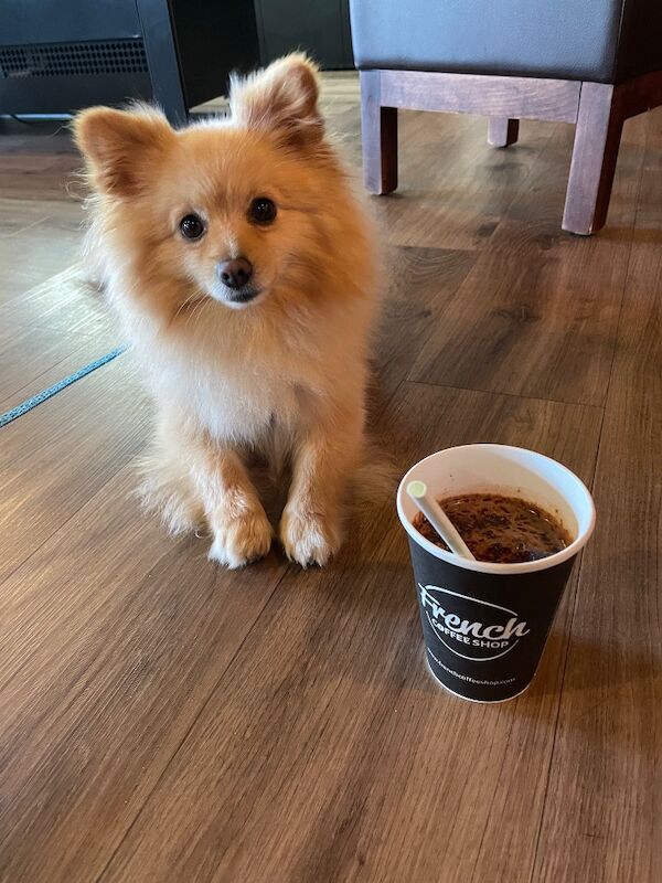 Lovely Pomeranian Boy Looking for a Loving Home ️ - Image 15 of 15