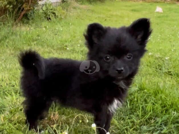 Lovely Pomeranian cross Chorkie Puppies for sale in Ammanford/Rhydaman, Carmarthenshire - Image 1