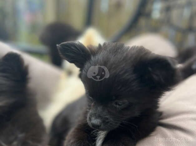 Lovely Pomeranian cross Chorkie Puppies for sale in Ammanford/Rhydaman, Carmarthenshire - Image 2