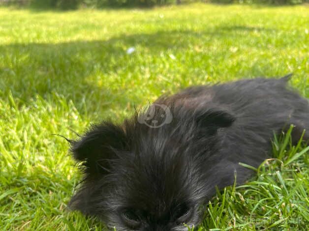 Lovely Pomeranian cross Chorkie Puppies for sale in Ammanford/Rhydaman, Carmarthenshire - Image 4