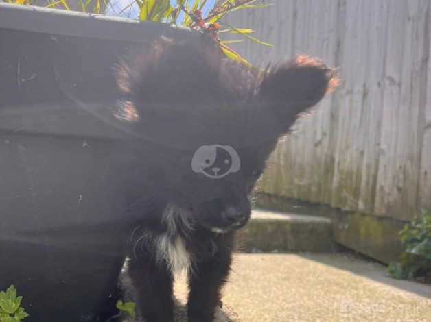 Lovely Pomeranian cross Chorkie Puppies for sale in Ammanford/Rhydaman, Carmarthenshire - Image 5