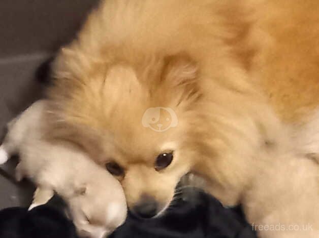 Lovely pomeranian puppies - Image 2 of 5