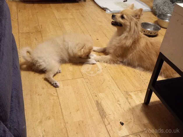 Lovely pomeranian puppies - Image 3 of 5