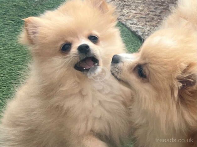 Lovely pomeranian puppies - Image 4 of 5