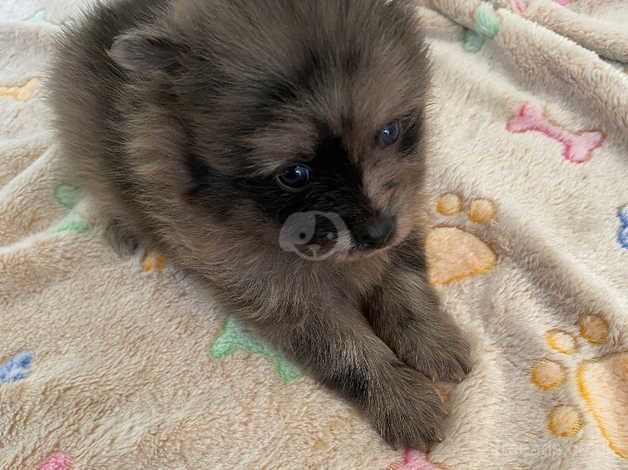 Pomeranian puppies for sale in Newcastle upon Tyne, Tyne and Wear – 1 year old - Image 2 of 5
