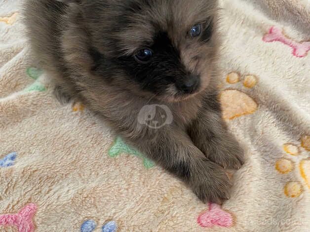 Pomeranian puppies for sale in Newcastle upon Tyne, Tyne and Wear – 1 year old - Image 3 of 5