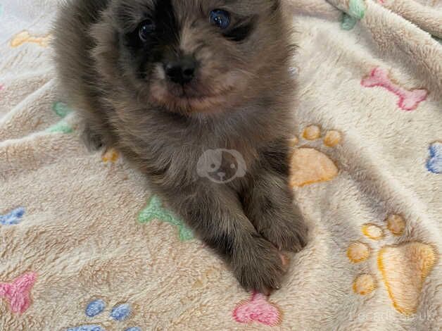 Pomeranian puppies for sale in Newcastle upon Tyne, Tyne and Wear – 1 year old - Image 4 of 5