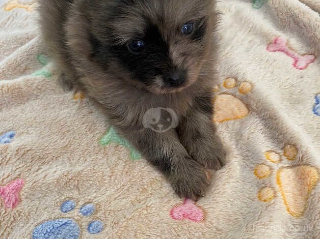 Pomeranian puppies for sale in Newcastle upon Tyne, Tyne and Wear – 1 year old - Image 5 of 5