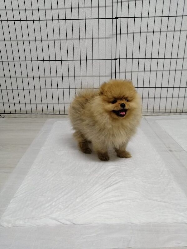 Pomeranian puppies for sale in Coventry, West Midlands – 3 months old