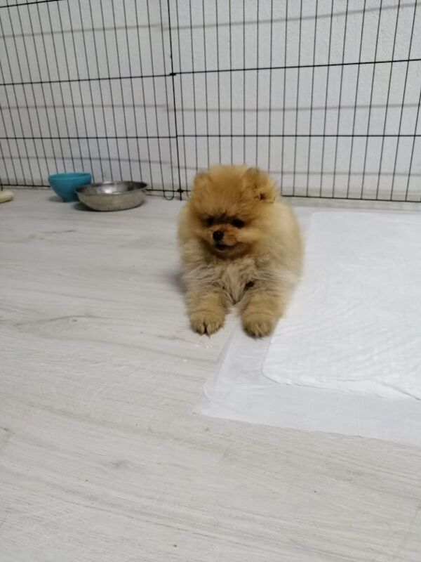 Pomeranian puppies for sale in Coventry, West Midlands – 3 months old - Image 2 of 3