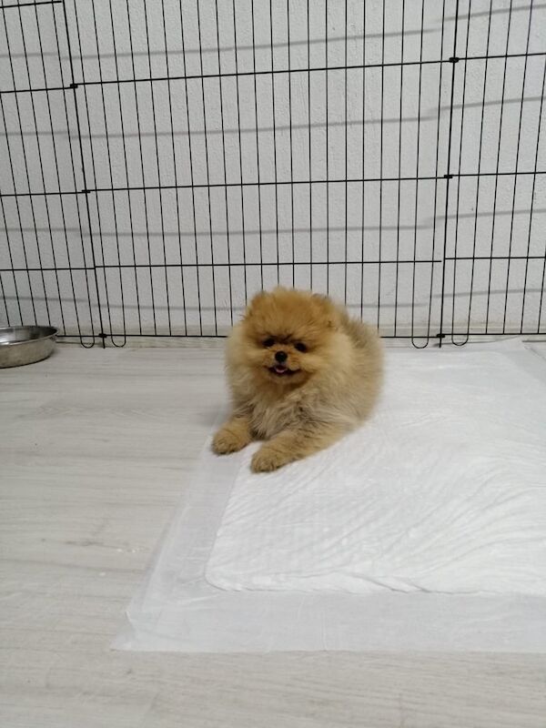 Pomeranian puppies for sale in Coventry, West Midlands – 3 months old - Image 3 of 3