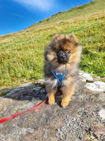 Pomeranian puppies for sale in Hereford, Herefordshire – 2 years old - Image 2 of 5