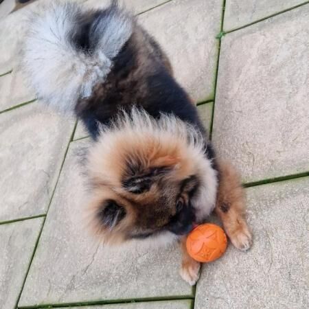 Pomeranian puppies for sale in Hereford, Herefordshire – 2 years old - Image 4 of 5