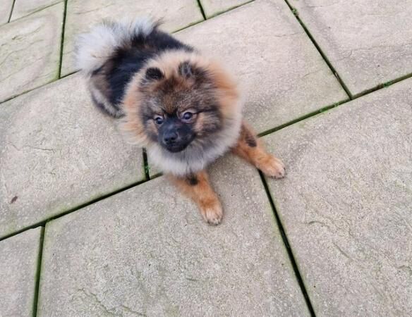Pomeranian puppies for sale in Hereford, Herefordshire – 2 years old - Image 5 of 5