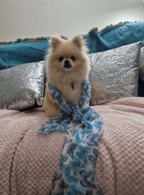 Pomeranian puppies for sale in Wrexham / Wrecsam, Clwyd – 10 months old