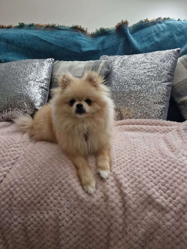 Pomeranian puppies for sale in Wrexham / Wrecsam, Clwyd – 10 months old - Image 2 of 3