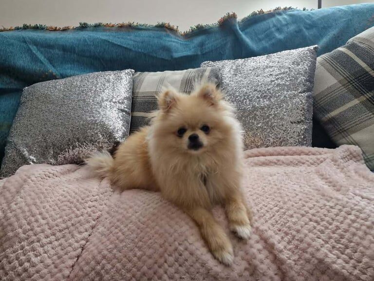 Pomeranian puppies for sale in Wrexham / Wrecsam, Clwyd – 10 months old - Image 3 of 3