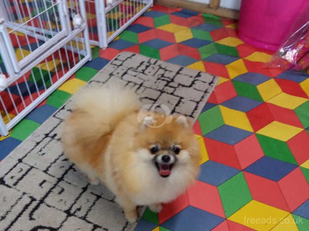 Pomeranian puppies for sale in Glasgow, City of Glasgow – KC registered, 2 years old - Image 2 of 5