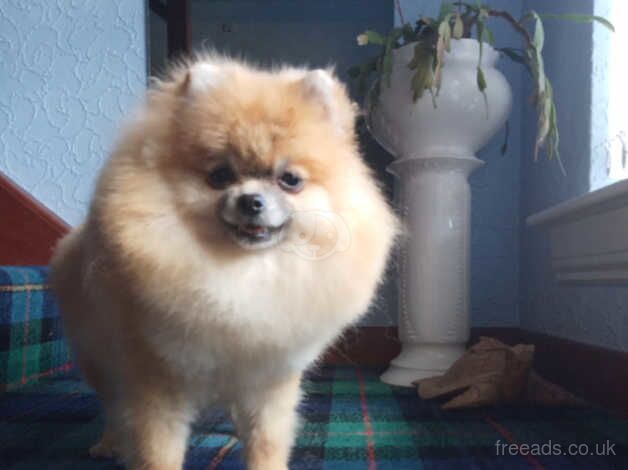Pomeranian puppies for sale in Glasgow, City of Glasgow – KC registered, 2 years old - Image 4 of 5