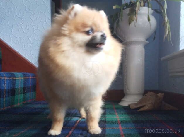 Pomeranian puppies for sale in Glasgow, City of Glasgow – KC registered, 2 years old - Image 5 of 5