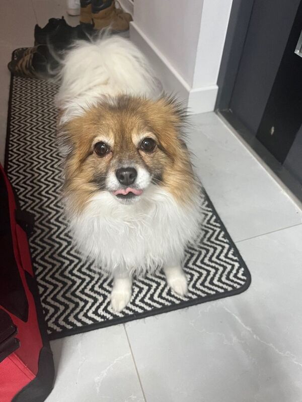 Pomeranian puppies for sale in Coalville, Leicestershire – 6 years old