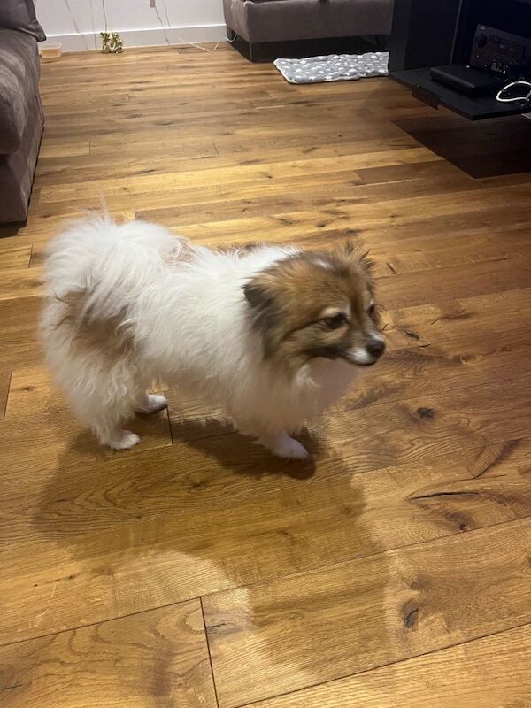 Pomeranian puppies for sale in Coalville, Leicestershire – 6 years old - Image 2 of 4