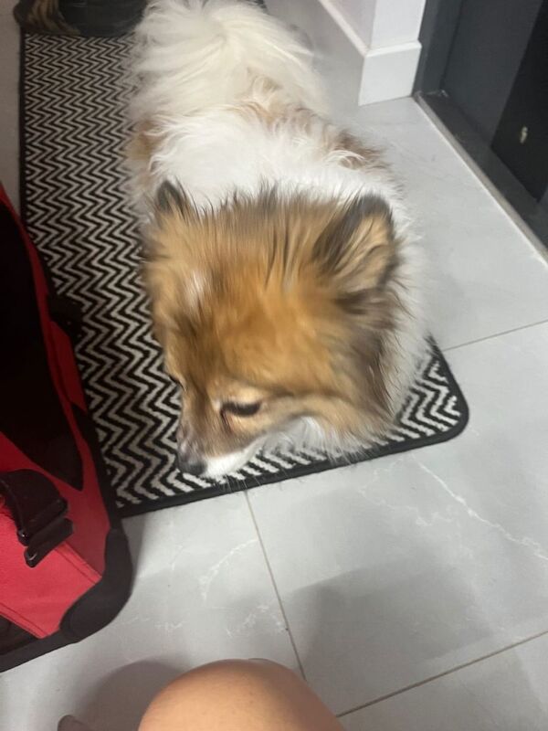 Pomeranian puppies for sale in Coalville, Leicestershire – 6 years old - Image 3 of 4