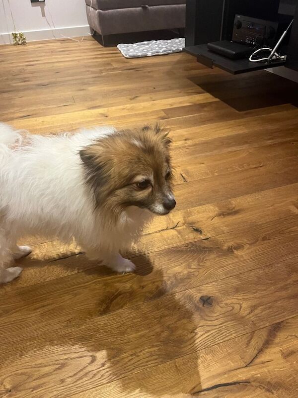 Pomeranian puppies for sale in Coalville, Leicestershire – 6 years old - Image 4 of 4