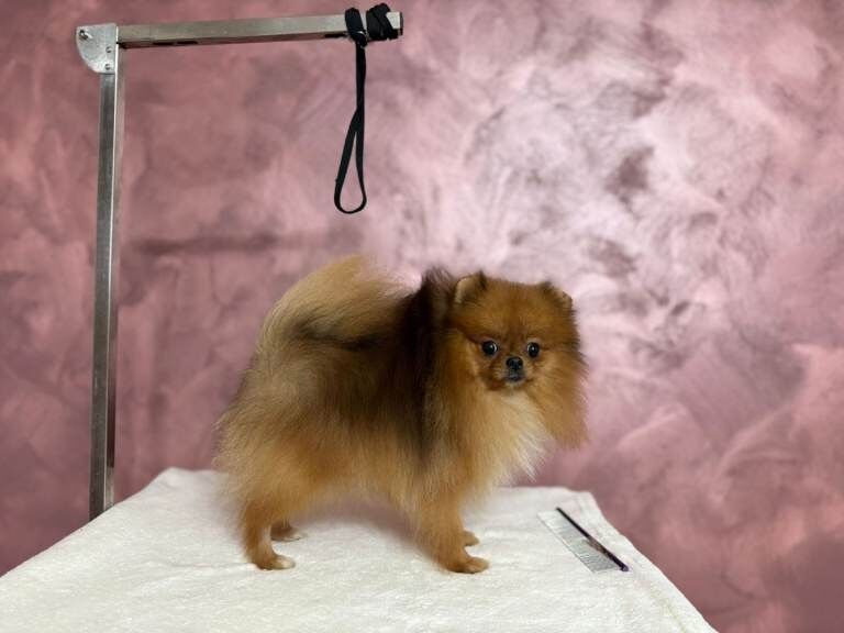 Pomeranian puppies for sale in Shirley, West Midlands – 1 year old - Image 2 of 5