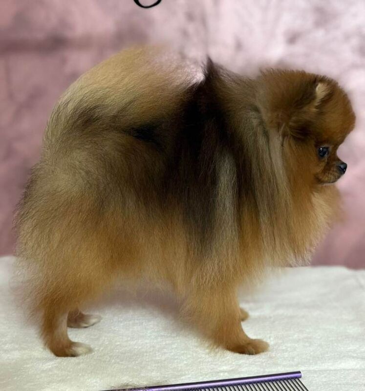 Pomeranian puppies for sale in Shirley, West Midlands – 1 year old - Image 3 of 5