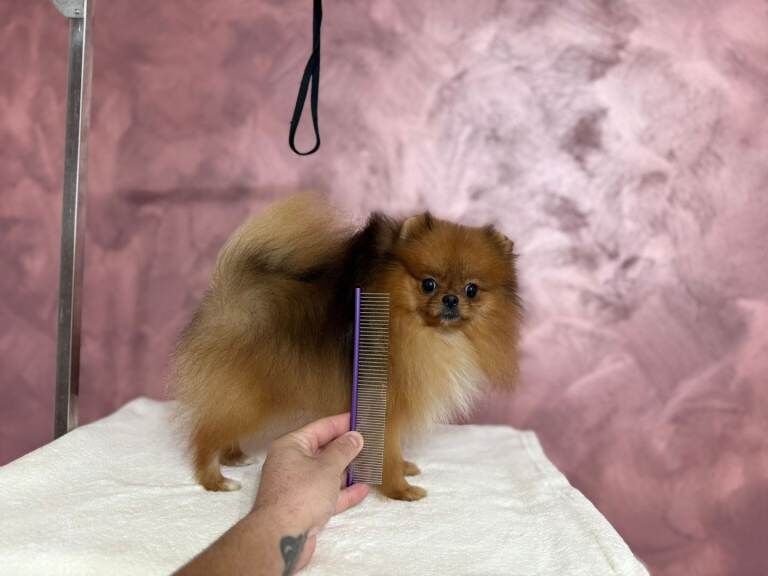 Pomeranian puppies for sale in Shirley, West Midlands – 1 year old - Image 4 of 5