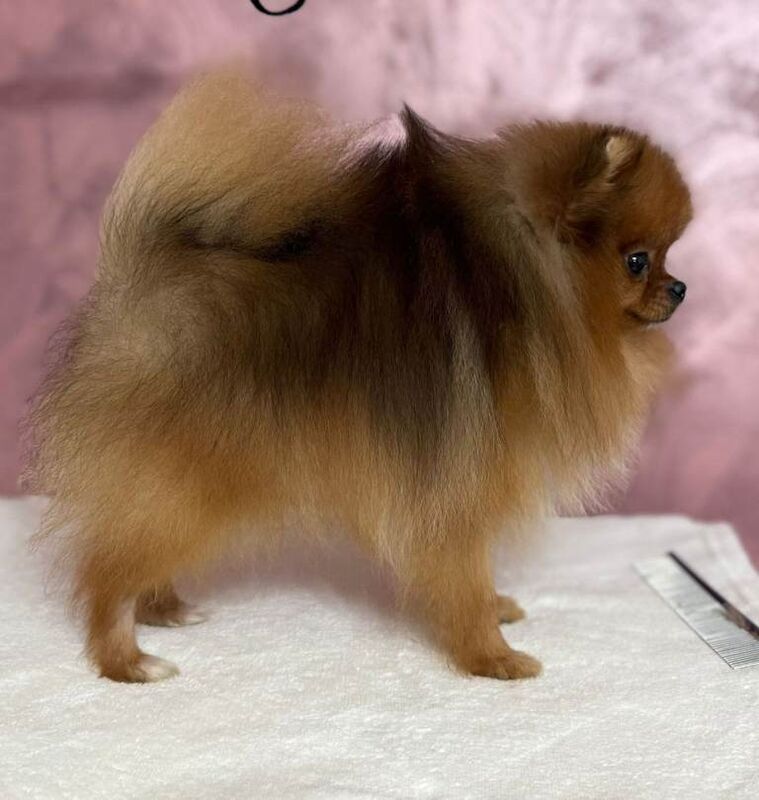 Pomeranian puppies for sale in Shirley, West Midlands – 1 year old - Image 5 of 5