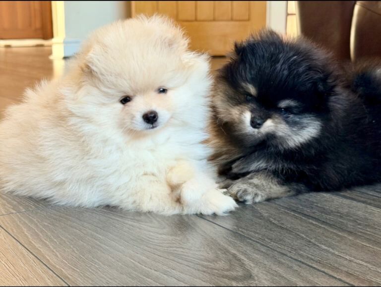 Luxury Pomeranian Puppies - Image 2 of 3