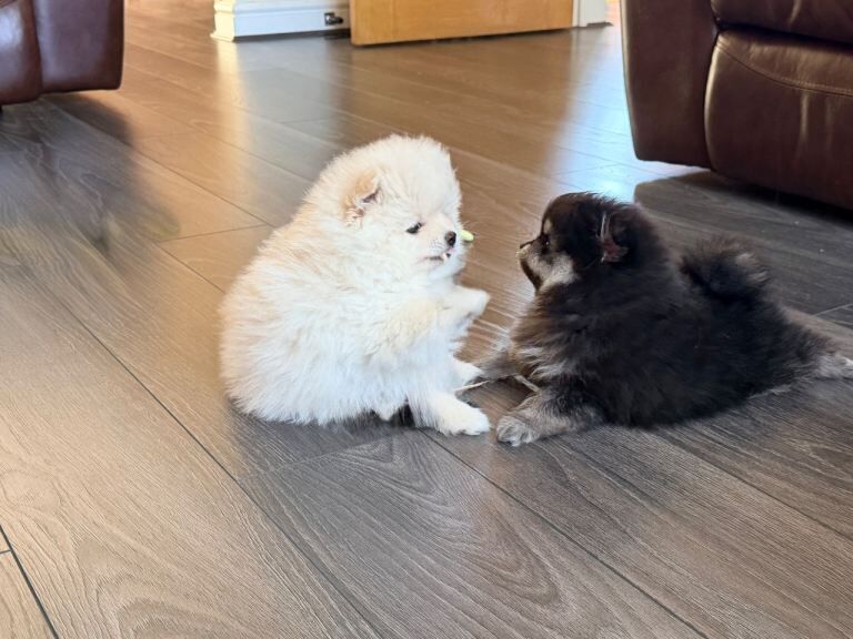 Luxury Pomeranian Puppies - Image 3 of 3