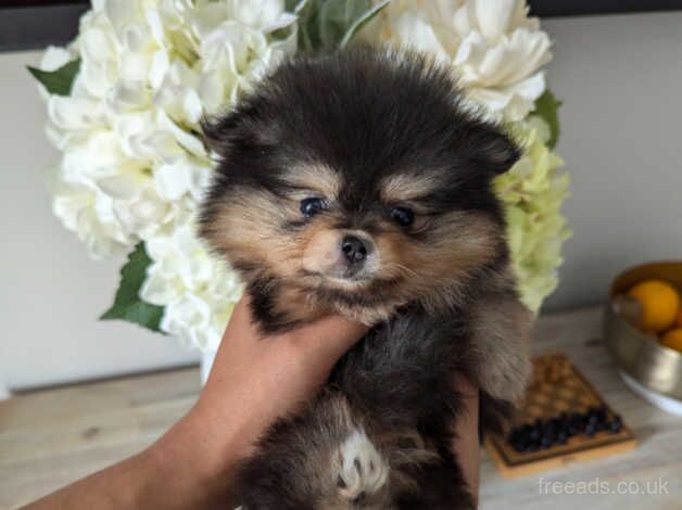 Pomeranian puppies for sale in Finberry, Kent – 1 year old - Image 2 of 5