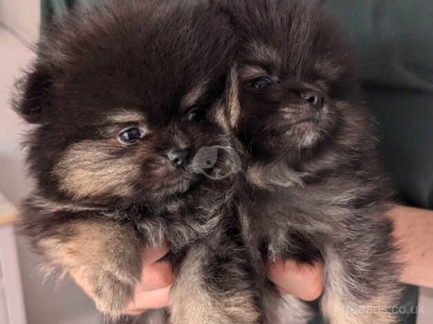 Pomeranian puppies for sale in Finberry, Kent – 1 year old - Image 3 of 5