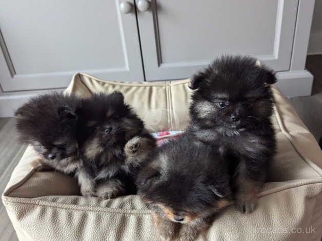 Pomeranian puppies for sale in Finberry, Kent – 1 year old - Image 4 of 5