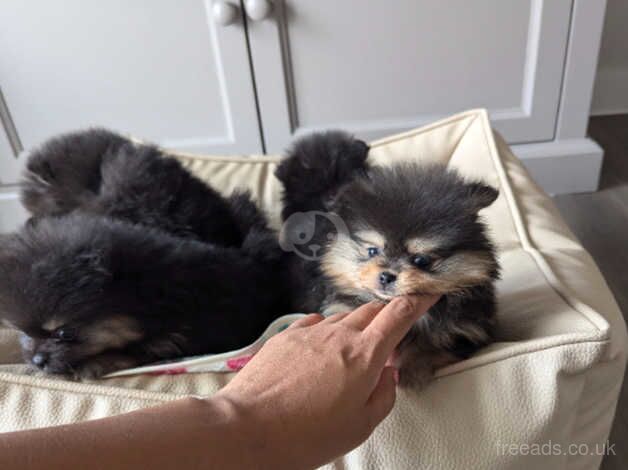 Pomeranian puppies for sale in Finberry, Kent – 1 year old - Image 5 of 5